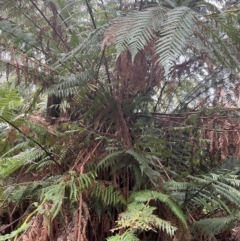 Dicksonia antarctica (Soft Treefern) at Harolds Cross, NSW - 17 Aug 2024 by courtneyb