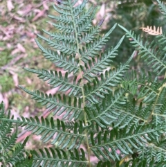 Pteridium esculentum (Bracken) at Harolds Cross, NSW - 17 Aug 2024 by courtneyb