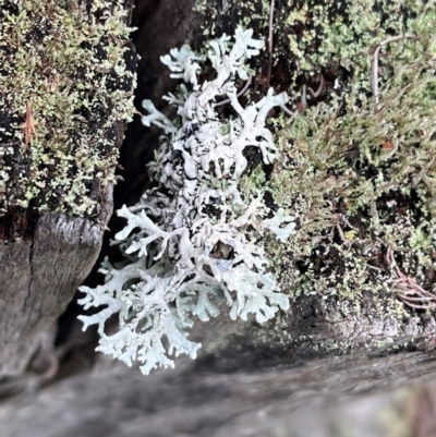 Cladia sp. (genus) at Harolds Cross, NSW - 17 Aug 2024 by courtneyb