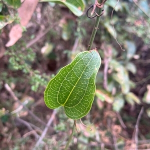 Smilax australis at Harolds Cross, NSW - 17 Aug 2024