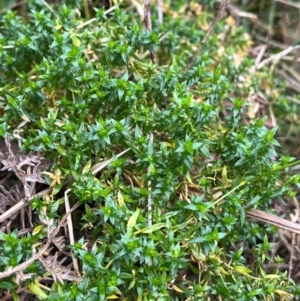 Stellaria pungens at Harolds Cross, NSW - 17 Aug 2024 02:52 PM