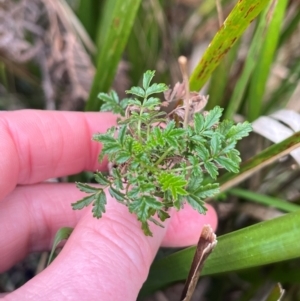 Acaena novae-zelandiae at Harolds Cross, NSW - 17 Aug 2024 02:52 PM