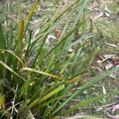 Lomandra longifolia (Spiny-headed Mat-rush, Honey Reed) at Harolds Cross, NSW - 17 Aug 2024 by courtneyb