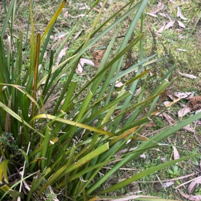 Lomandra longifolia (Spiny-headed Mat-rush, Honey Reed) at Harolds Cross, NSW - 17 Aug 2024 by courtneyb