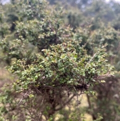 Coprosma quadrifida (Prickly Currant Bush, Native Currant) at Harolds Cross, NSW - 17 Aug 2024 by courtneyb