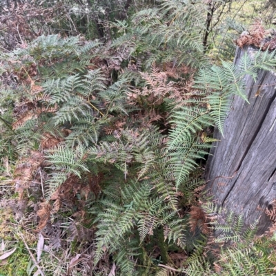 Pteridium esculentum (Bracken) at Harolds Cross, NSW - 17 Aug 2024 by courtneyb