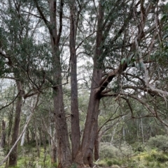 Eucalyptus fastigata (Brown Barrel) at Harolds Cross, NSW - 17 Aug 2024 by courtneyb