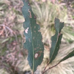 Eucalyptus fastigata at Harolds Cross, NSW - 17 Aug 2024