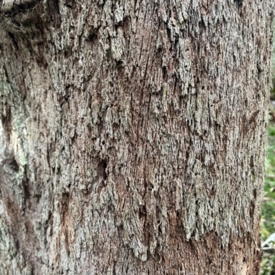 Eucalyptus sp. (A Gum Tree) at Harolds Cross, NSW - 17 Aug 2024 by courtneyb