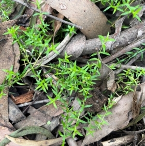 Stellaria pungens at Harolds Cross, NSW - 17 Aug 2024