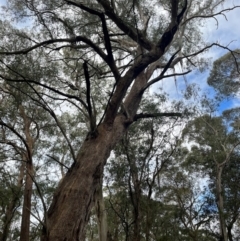 Eucalyptus fastigata at Harolds Cross, NSW - 17 Aug 2024 03:11 PM