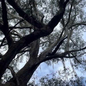 Eucalyptus fastigata at Harolds Cross, NSW - 17 Aug 2024 03:11 PM