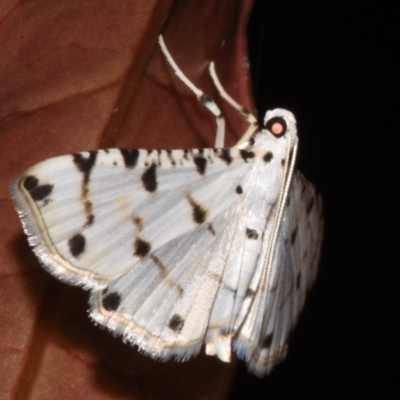 Pycnarmon cribrata (A Crambid moth (Spilomelinae)) at Sheldon, QLD - 25 Feb 2024 by PJH123