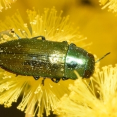 Melobasis obscurella (Obscurella jewel beetle) at Jerrabomberra, NSW - 18 Aug 2024 by DianneClarke