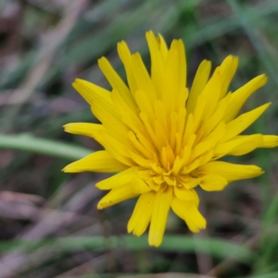 Hypochaeris radicata (Cat's Ear, Flatweed) at Goulburn, NSW - 18 Aug 2024 by trevorpreston