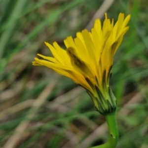 Hypochaeris radicata at Goulburn, NSW - 18 Aug 2024 02:09 PM