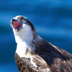 Pandion haliaetus (Osprey) at Rottnest Island, WA - 26 Apr 2024 by jb2602