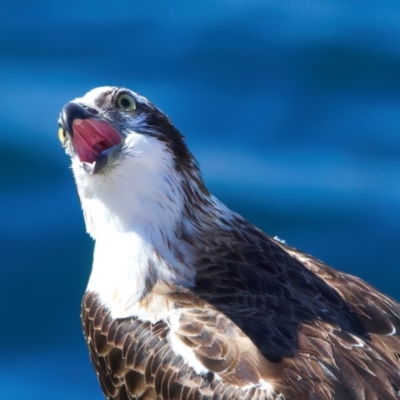 Pandion haliaetus (Osprey) at Rottnest Island, WA - 26 Apr 2024 by jb2602