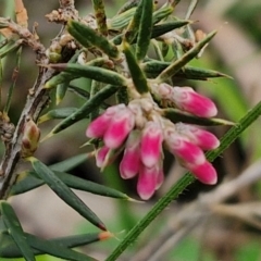 Lissanthe strigosa subsp. subulata (Peach Heath) at Goulburn, NSW - 18 Aug 2024 by trevorpreston