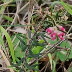 Lissanthe strigosa subsp. subulata at Goulburn, NSW - 18 Aug 2024