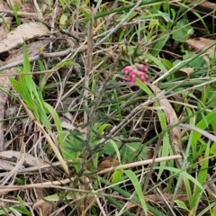 Lissanthe strigosa subsp. subulata at Goulburn, NSW - 18 Aug 2024