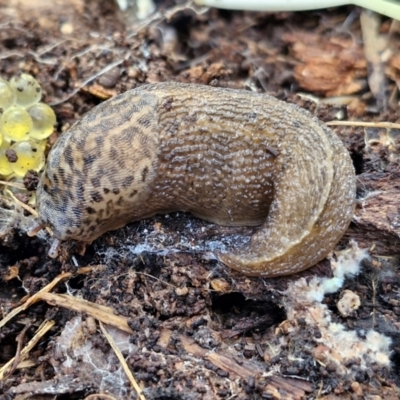 Limax maximus (Leopard Slug, Great Grey Slug) at Goulburn, NSW - 18 Aug 2024 by trevorpreston