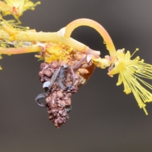 Psychidae (family) IMMATURE at Jerrabomberra, NSW - suppressed