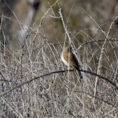 Anthus australis (Australian Pipit) at Strathnairn, ACT - 18 Aug 2024 by richardm