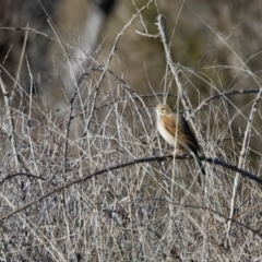 Anthus australis at Strathnairn, ACT - 18 Aug 2024 09:41 AM