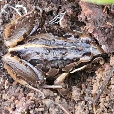 Limnodynastes peronii (Brown-striped Frog) at Goulburn, NSW - 18 Aug 2024 by trevorpreston