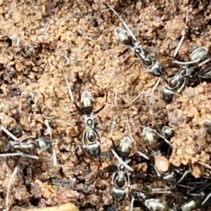 Dolichoderinae (subfamily) at Goulburn, NSW - 18 Aug 2024 02:00 PM