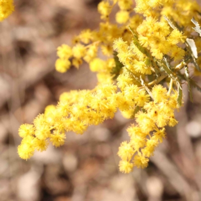 Acacia baileyana (Cootamundra Wattle, Golden Mimosa) at Kaleen, ACT - 18 Aug 2024 by ConBoekel