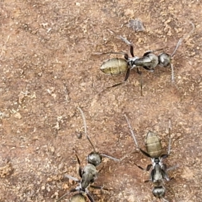 Camponotus aeneopilosus (A Golden-tailed sugar ant) at Goulburn, NSW - 18 Aug 2024 by trevorpreston