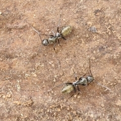 Camponotus aeneopilosus at Goulburn, NSW - 18 Aug 2024 01:55 PM