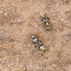 Camponotus aeneopilosus at Goulburn, NSW - 18 Aug 2024