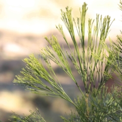 Exocarpos cupressiformis (Cherry Ballart) at Kaleen, ACT - 18 Aug 2024 by ConBoekel