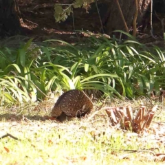 Tachyglossus aculeatus (Short-beaked Echidna) at O'Connor, ACT - 18 Aug 2024 by ConBoekel