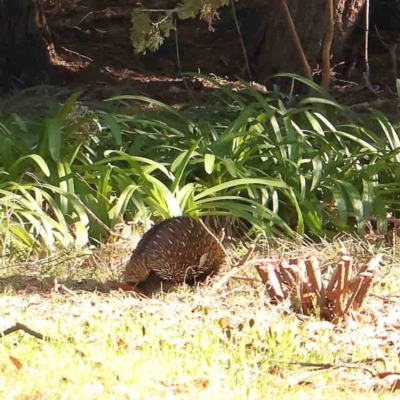 Tachyglossus aculeatus (Short-beaked Echidna) at O'Connor, ACT - 18 Aug 2024 by ConBoekel