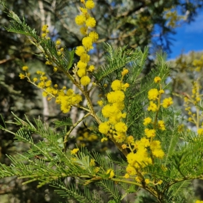 Acacia decurrens (Green Wattle) at Goulburn, NSW - 18 Aug 2024 by trevorpreston