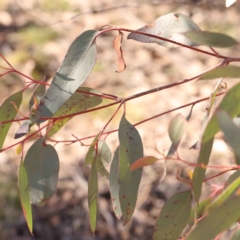 Eucalyptus macrorhyncha subsp. macrorhyncha at Kaleen, ACT - 18 Aug 2024 11:13 AM