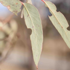 Eucalyptus macrorhyncha subsp. macrorhyncha at Kaleen, ACT - 18 Aug 2024 11:13 AM