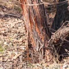 Eucalyptus macrorhyncha subsp. macrorhyncha at Kaleen, ACT - 18 Aug 2024 11:13 AM