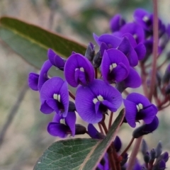 Hardenbergia violacea (False Sarsaparilla) at Goulburn, NSW - 18 Aug 2024 by trevorpreston