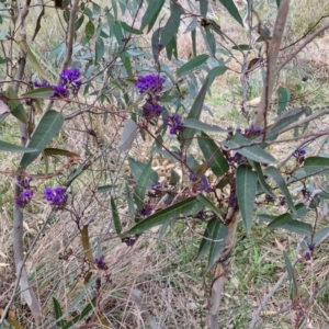 Hardenbergia violacea at Goulburn, NSW - 18 Aug 2024 01:39 PM