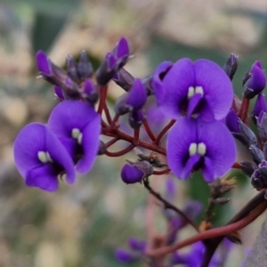 Hardenbergia violacea at Goulburn, NSW - 18 Aug 2024 01:39 PM