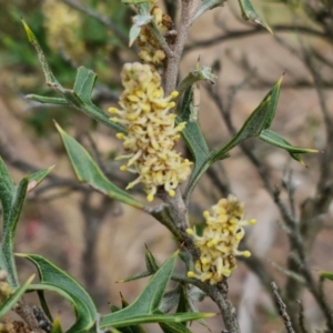 Grevillea ramosissima subsp. ramosissima at Goulburn, NSW - 18 Aug 2024