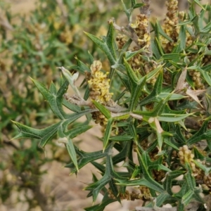 Grevillea ramosissima subsp. ramosissima at Goulburn, NSW - 18 Aug 2024