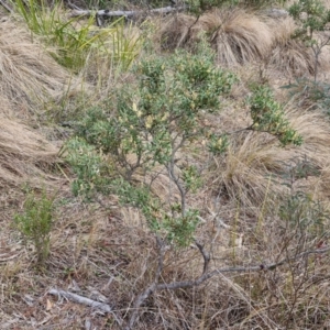 Grevillea ramosissima subsp. ramosissima at Goulburn, NSW - 18 Aug 2024