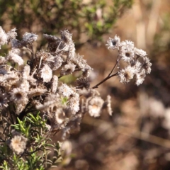 Chrysocephalum semipapposum (Clustered Everlasting) at Kaleen, ACT - 18 Aug 2024 by ConBoekel