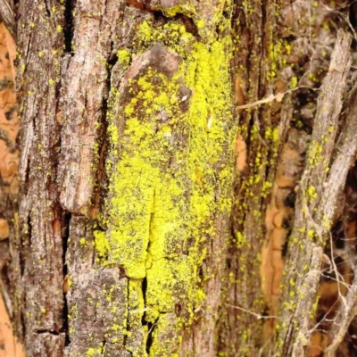 Chrysothrix sp. (genus) (A gold dust lichen) at Kaleen, ACT - 18 Aug 2024 by ConBoekel